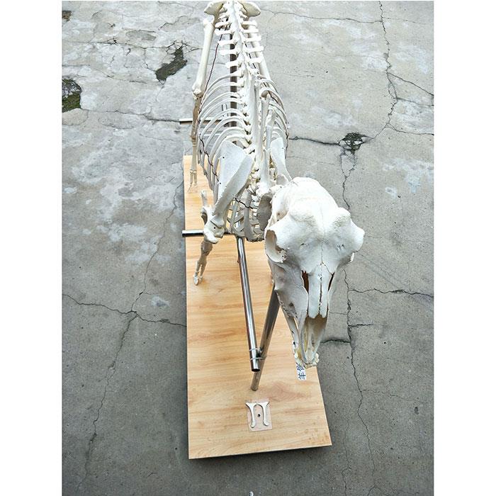 Goat-Animal-Skeleton-2 Goat-Animal-Skeleton-2