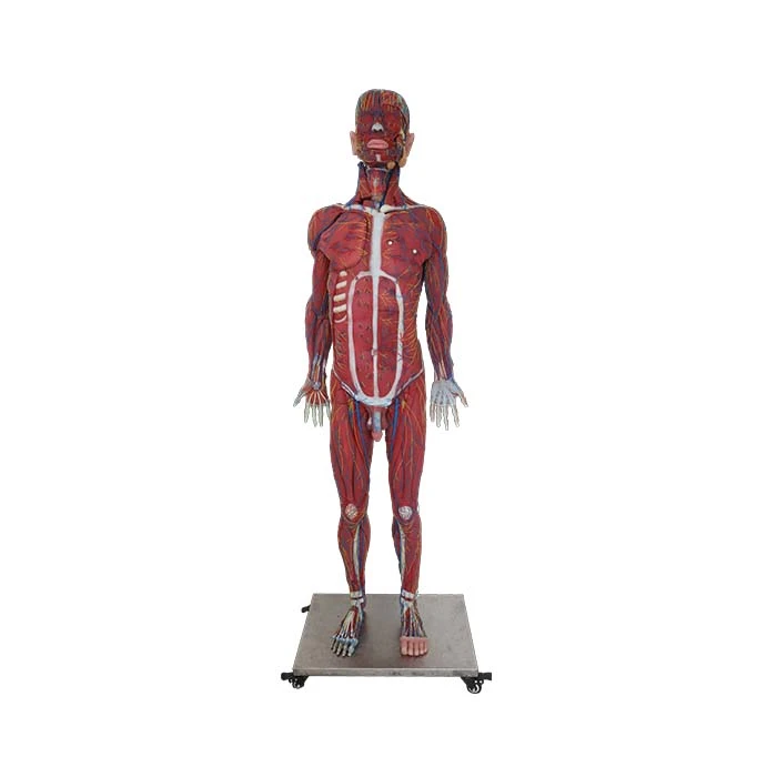 Kompleksowy model anatomiczny człowieka z miękkiego silikonu