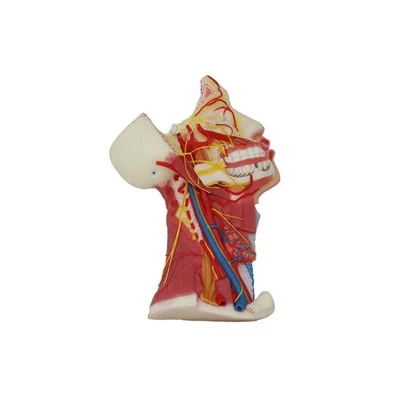 Model anatomii nerwów czaszkowych