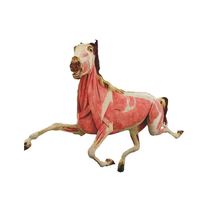 Plastination Horse Specimen