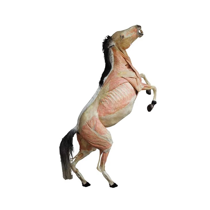 Plastinated Horse Specimen
