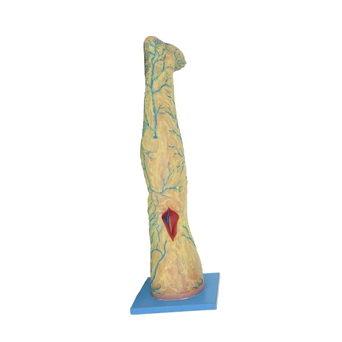 Anatomia modelu nogi