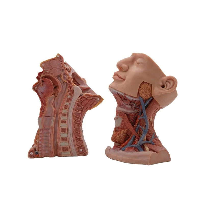 Anterior Structure of Neck and Sagittal Section Anatomical simulation Model Anterior Structure of Neck and Sagittal Section Anatomical simulation Model