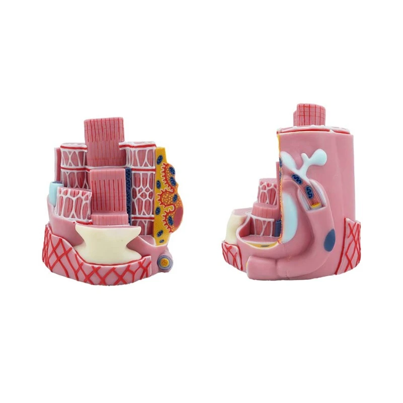 Skeletal Muscle Model Skeletal Muscle Model
