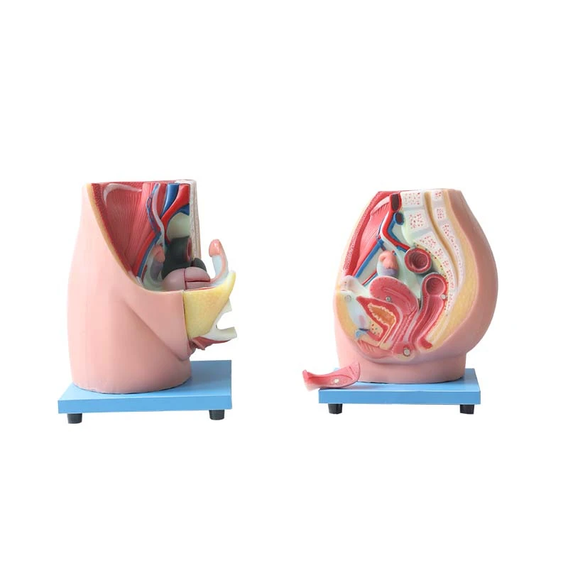 Female Pelvic Model Female Pelvic Model