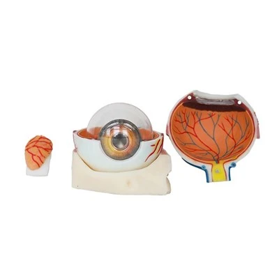 Anatomia modelu oka