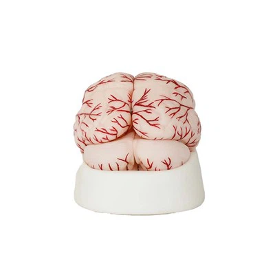 Model tętnicy ludzkiego mózgu