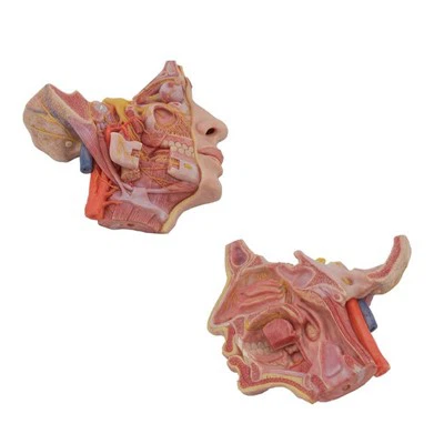 Model anatomii ludzkiego nerwu twarzowego