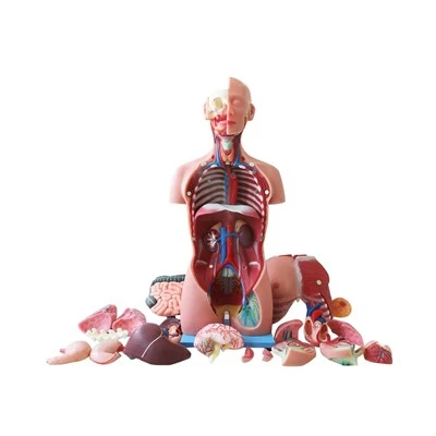 Model anatomiczny ludzkiego tułowia
