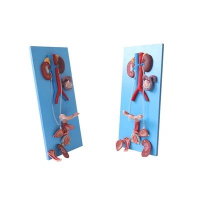 Model anatomiczny żeńskiego układu moczowo-płciowego Meiwo