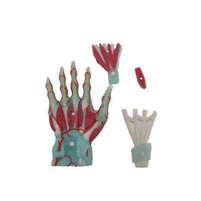 Silikonowe mięśnie dłoni modelu